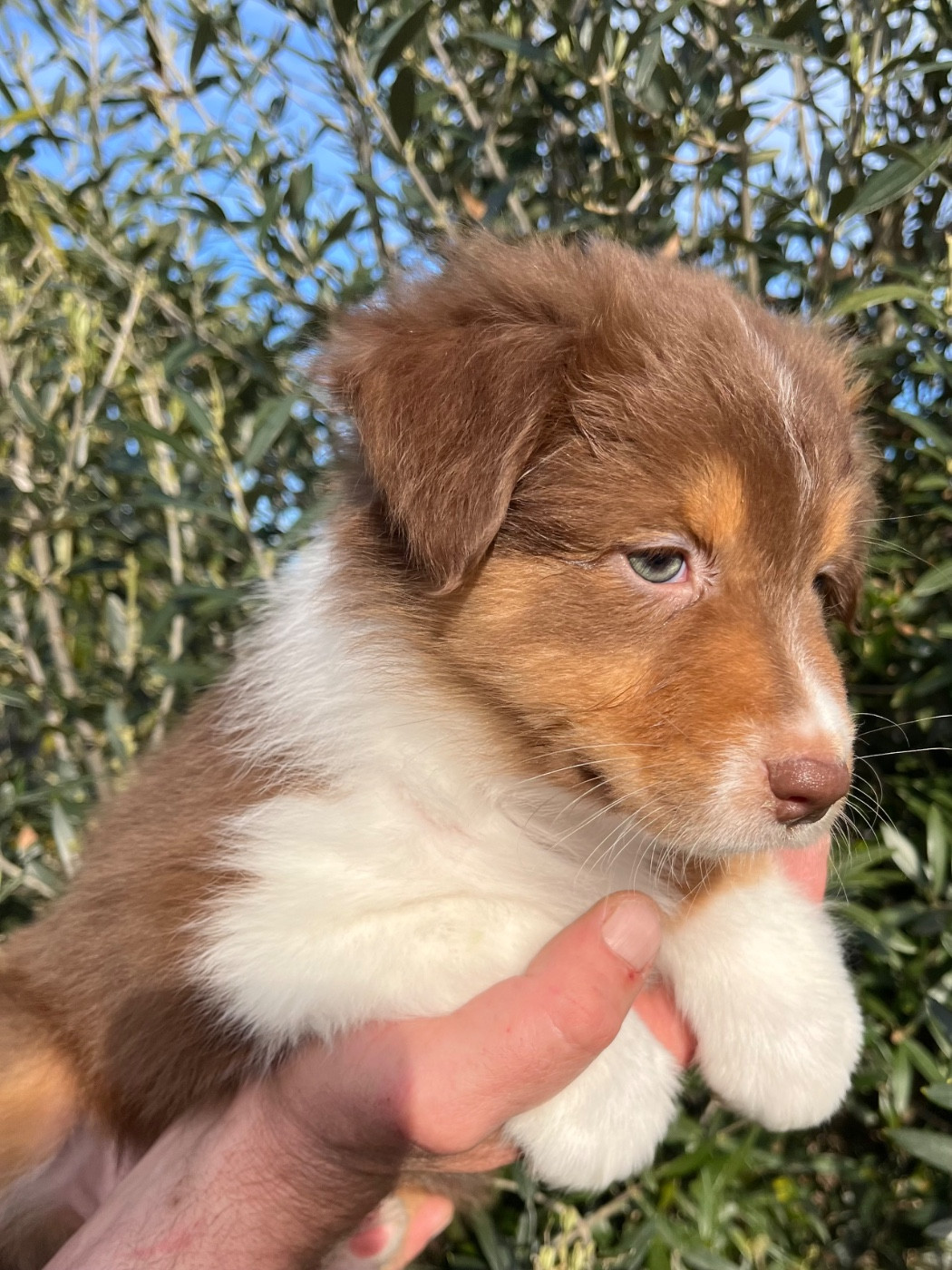 Du Domaine D'Umy - Chiots disponibles - Berger Australien