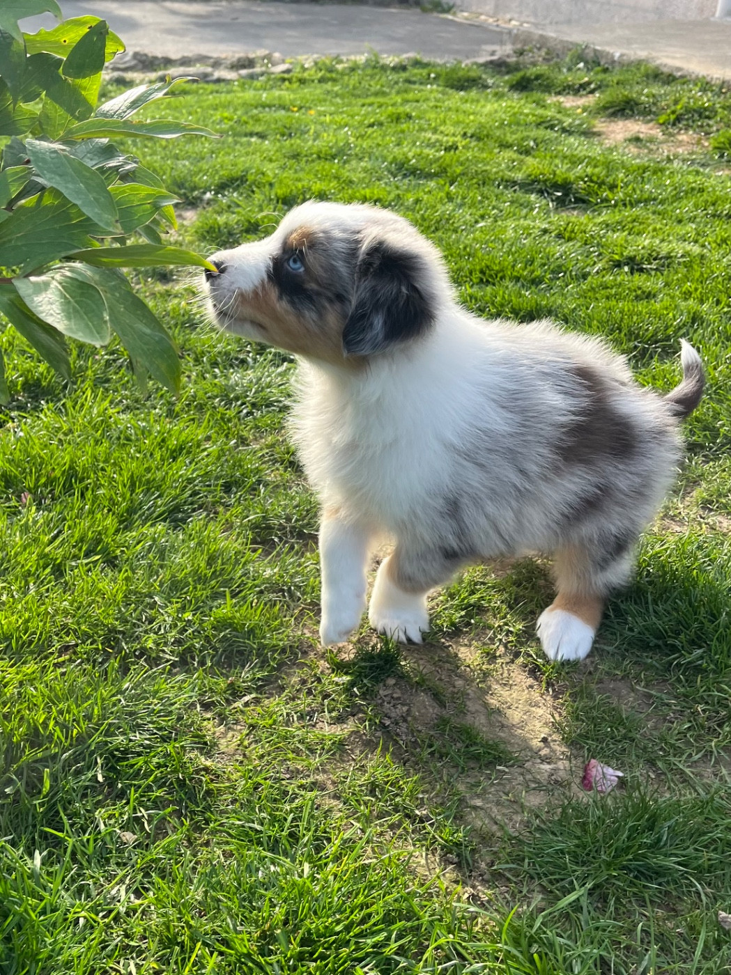 Du Domaine D'Umy - Chiots disponibles - Berger Australien