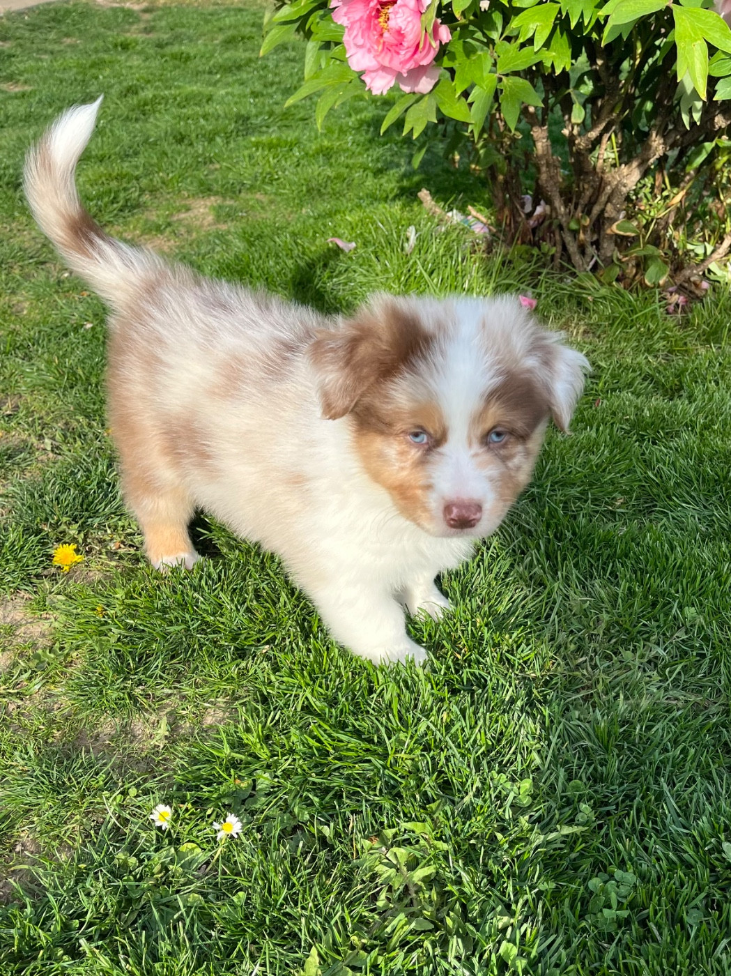 Du Domaine D'Umy - Chiots disponibles - Berger Australien