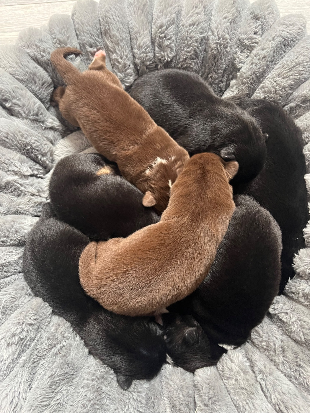 Chiot Berger Australien Du Domaine D'Umy
