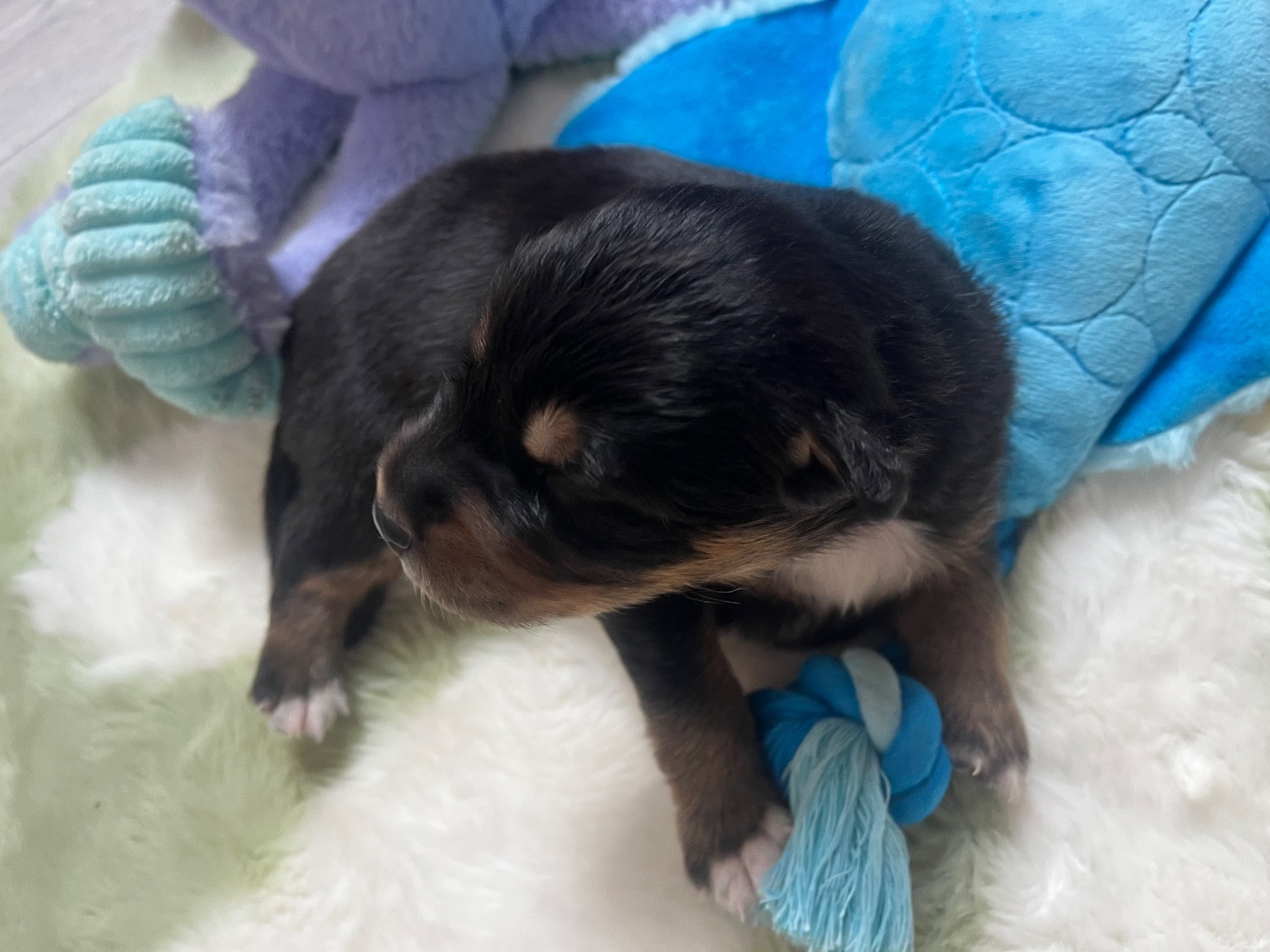Du Domaine D'Umy - Chiots disponibles - Berger Australien