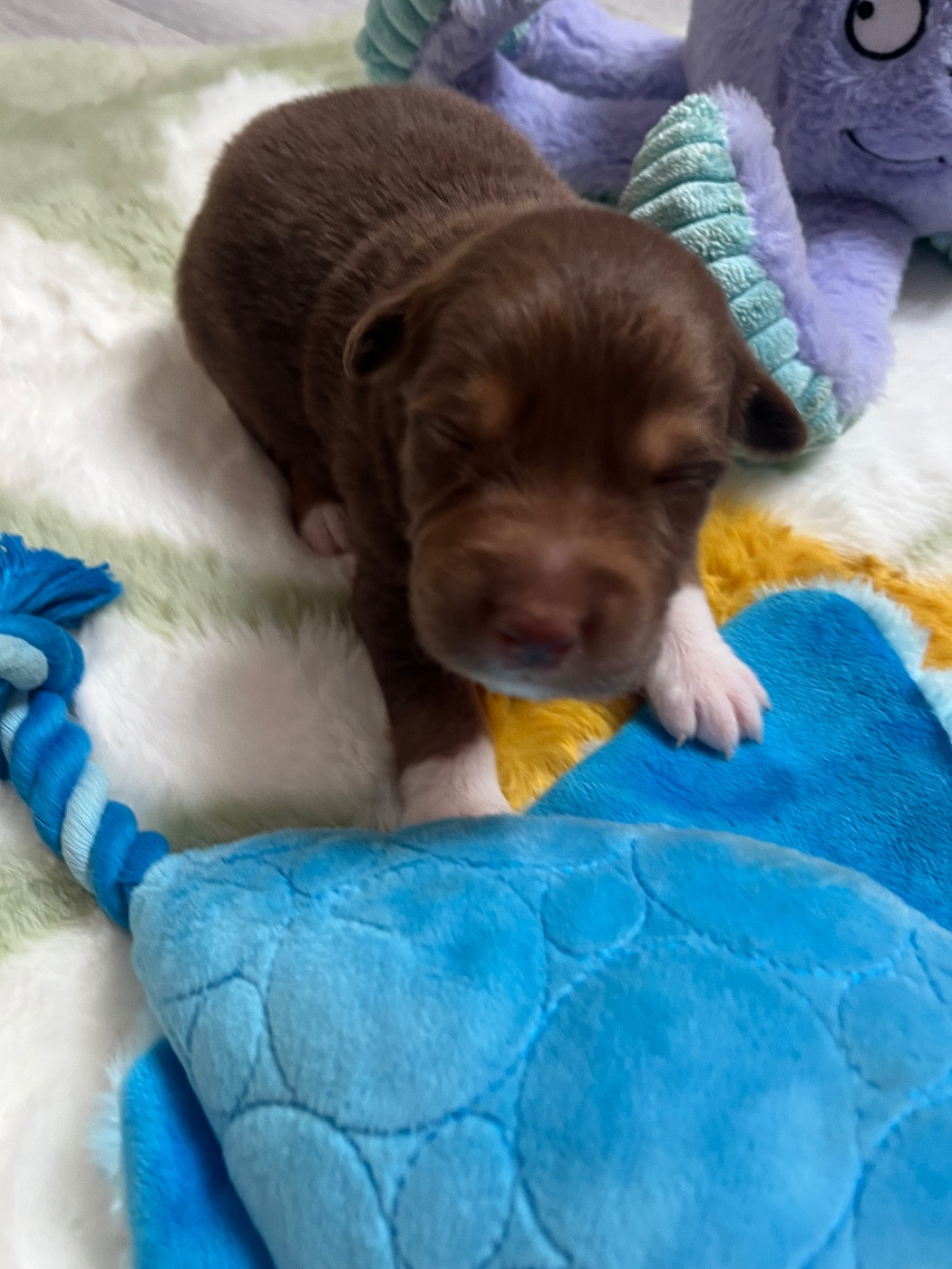Du Domaine D'Umy - Chiots disponibles - Berger Australien