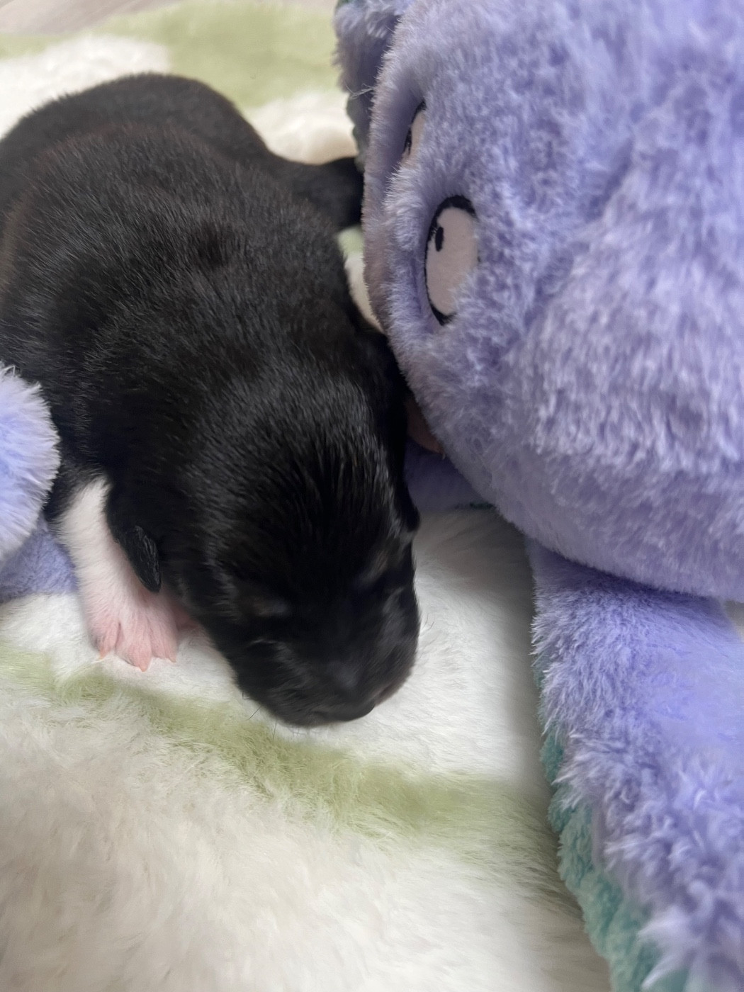 Du Domaine D'Umy - Chiots disponibles - Berger Australien