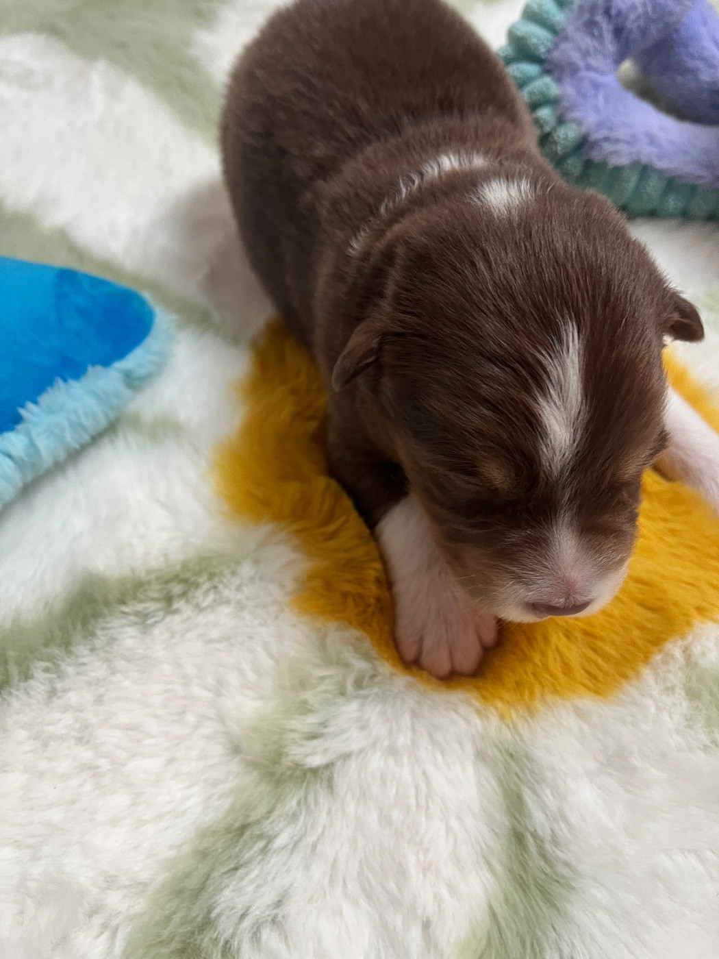 Du Domaine D'Umy - Chiots disponibles - Berger Australien