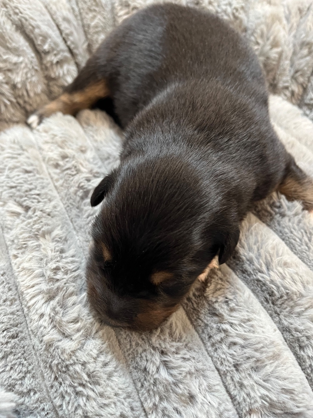 Du Domaine D'Umy - Chiots disponibles - Berger Australien
