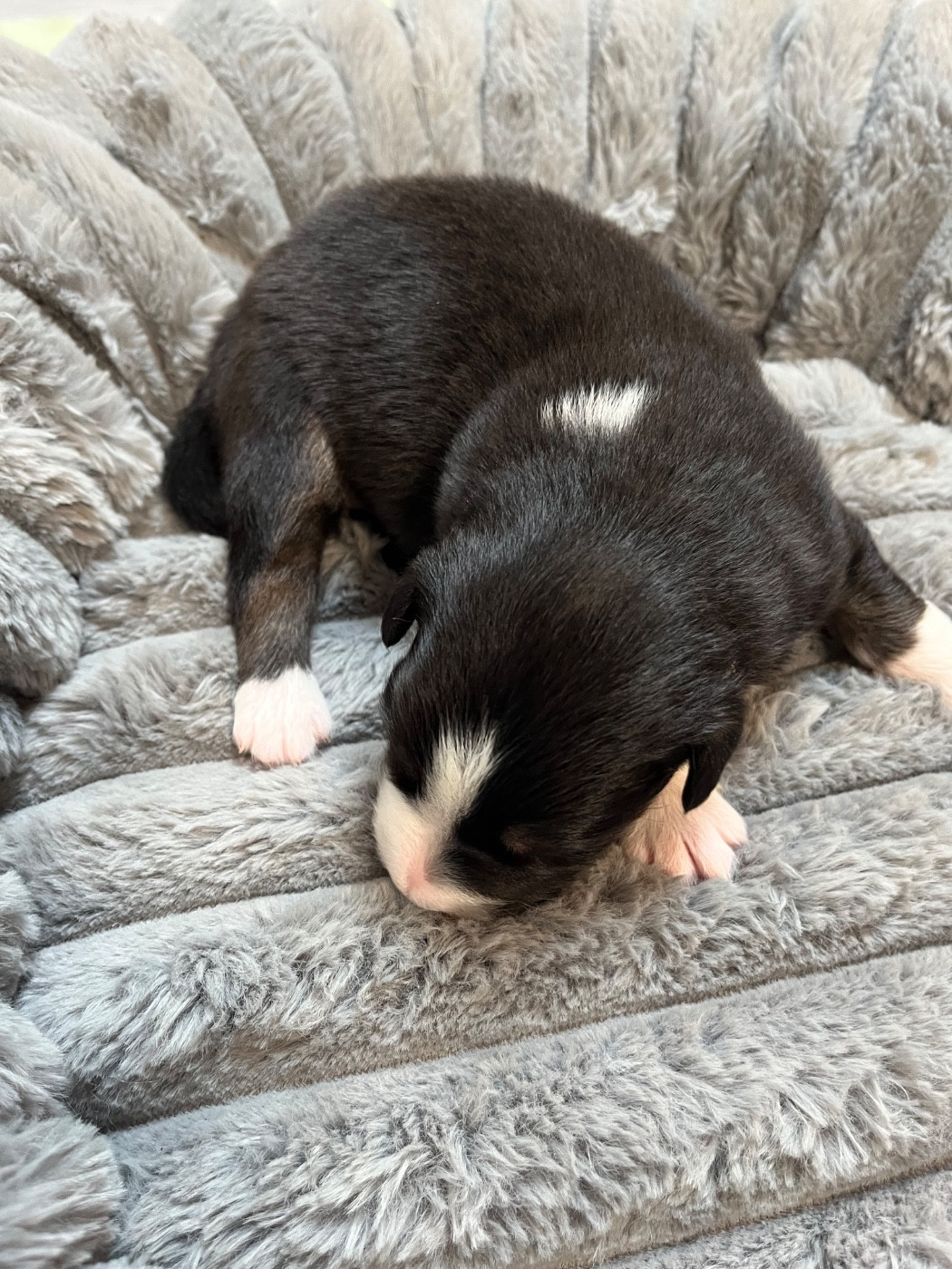 Du Domaine D'Umy - Chiots disponibles - Berger Australien
