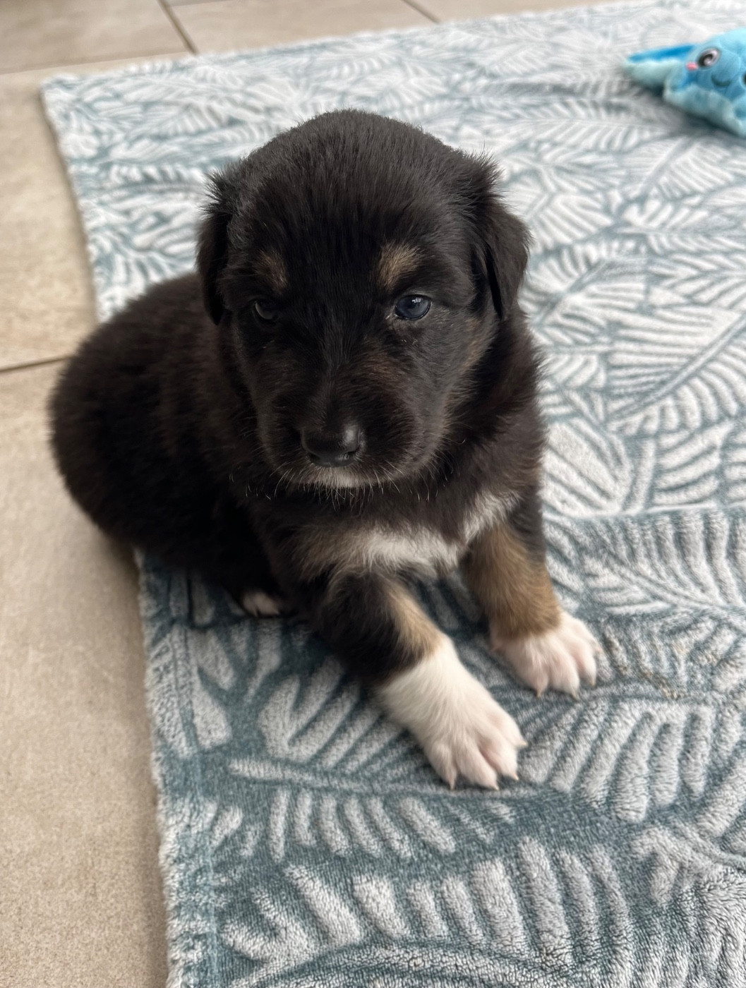 Du Domaine D'Umy - Chiots disponibles - Berger Australien