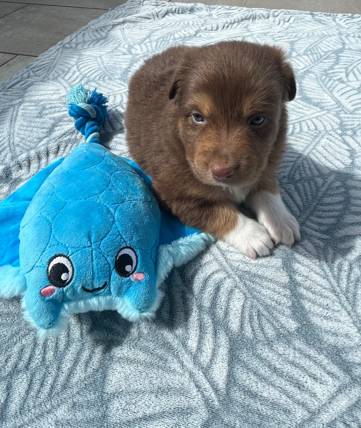 Du Domaine D'Umy - Chiots disponibles - Berger Australien