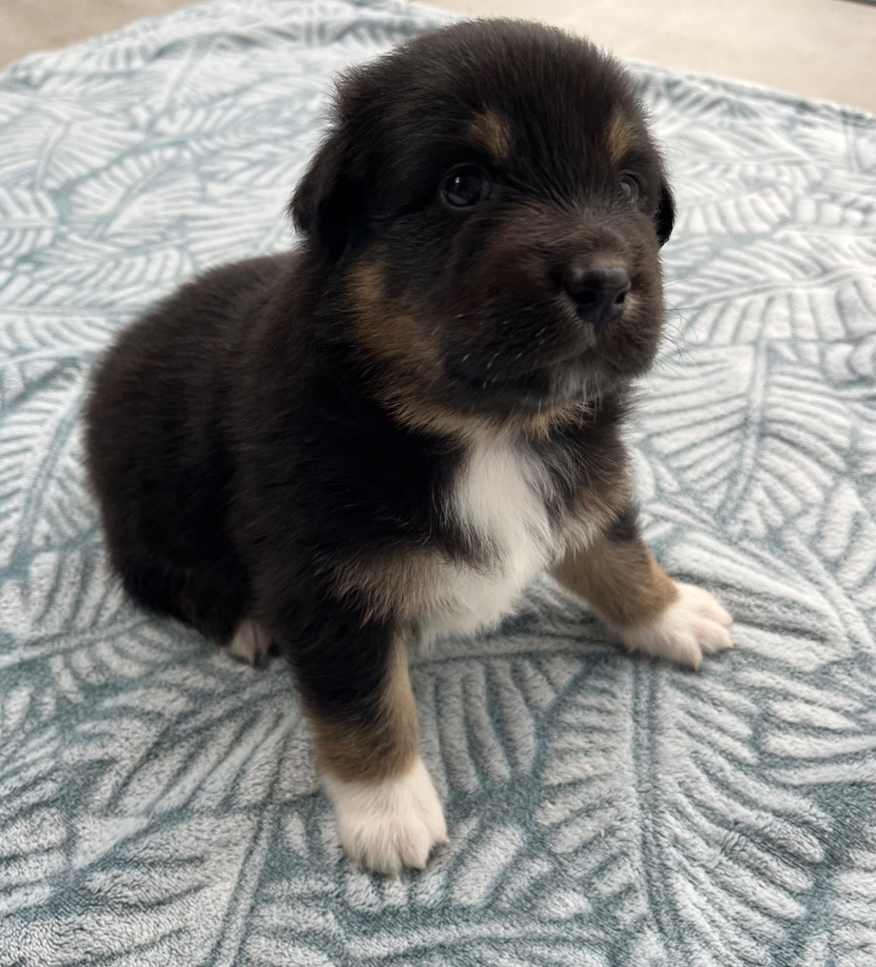 Du Domaine D'Umy - Chiots disponibles - Berger Australien