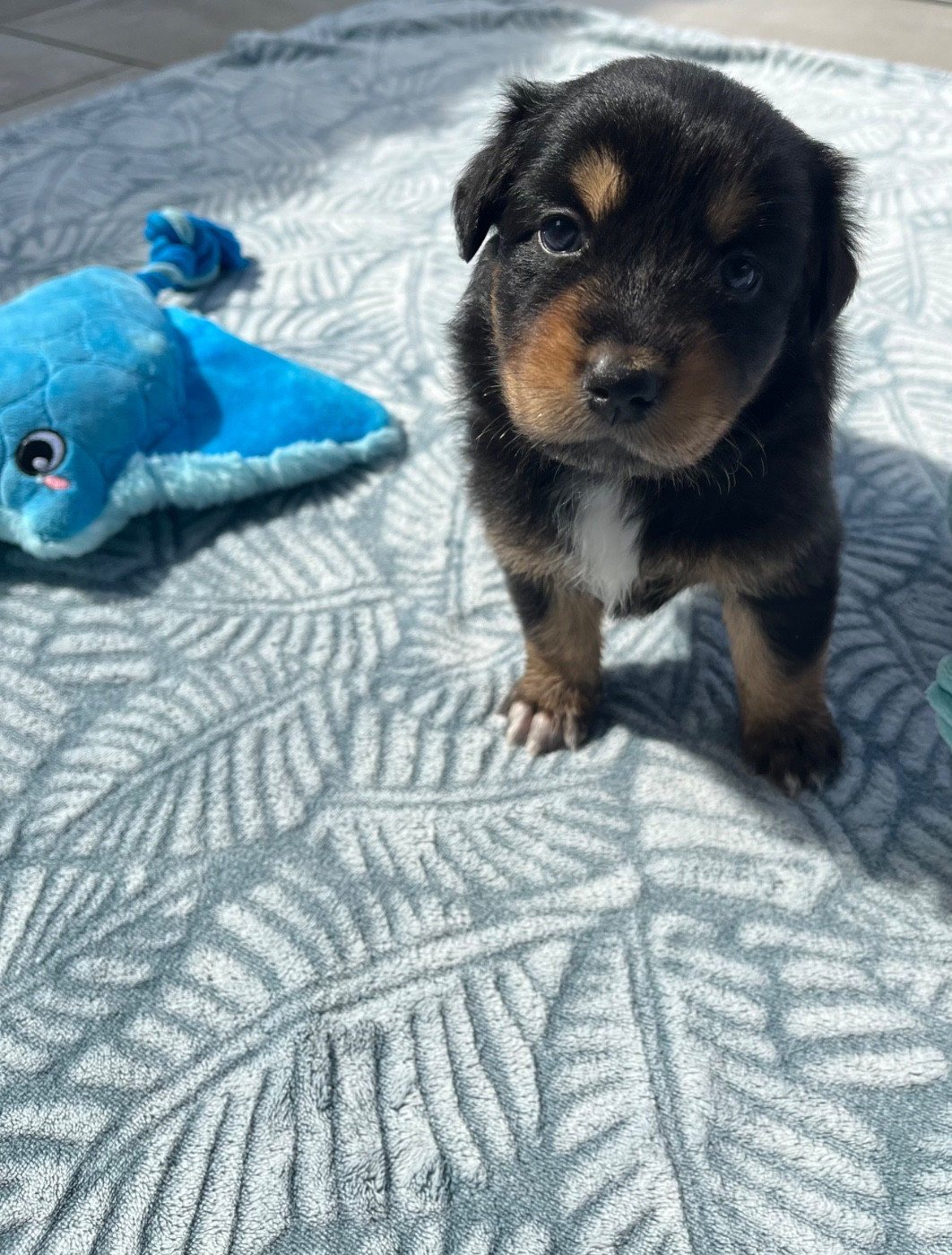 Du Domaine D'Umy - Chiots disponibles - Berger Australien