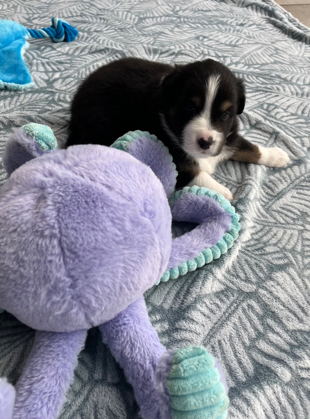 Du Domaine D'Umy - Chiots disponibles - Berger Australien