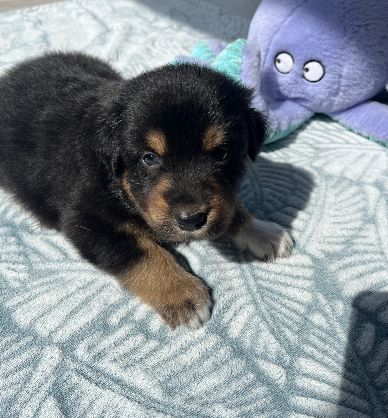 Du Domaine D'Umy - Chiots disponibles - Berger Australien