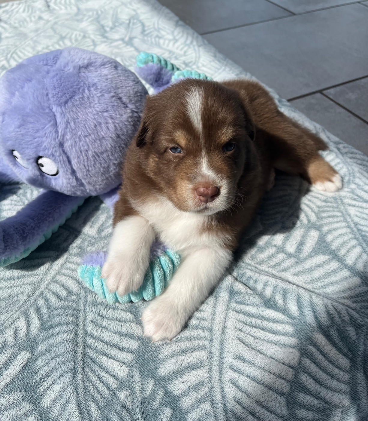 Du Domaine D'Umy - Chiots disponibles - Berger Australien