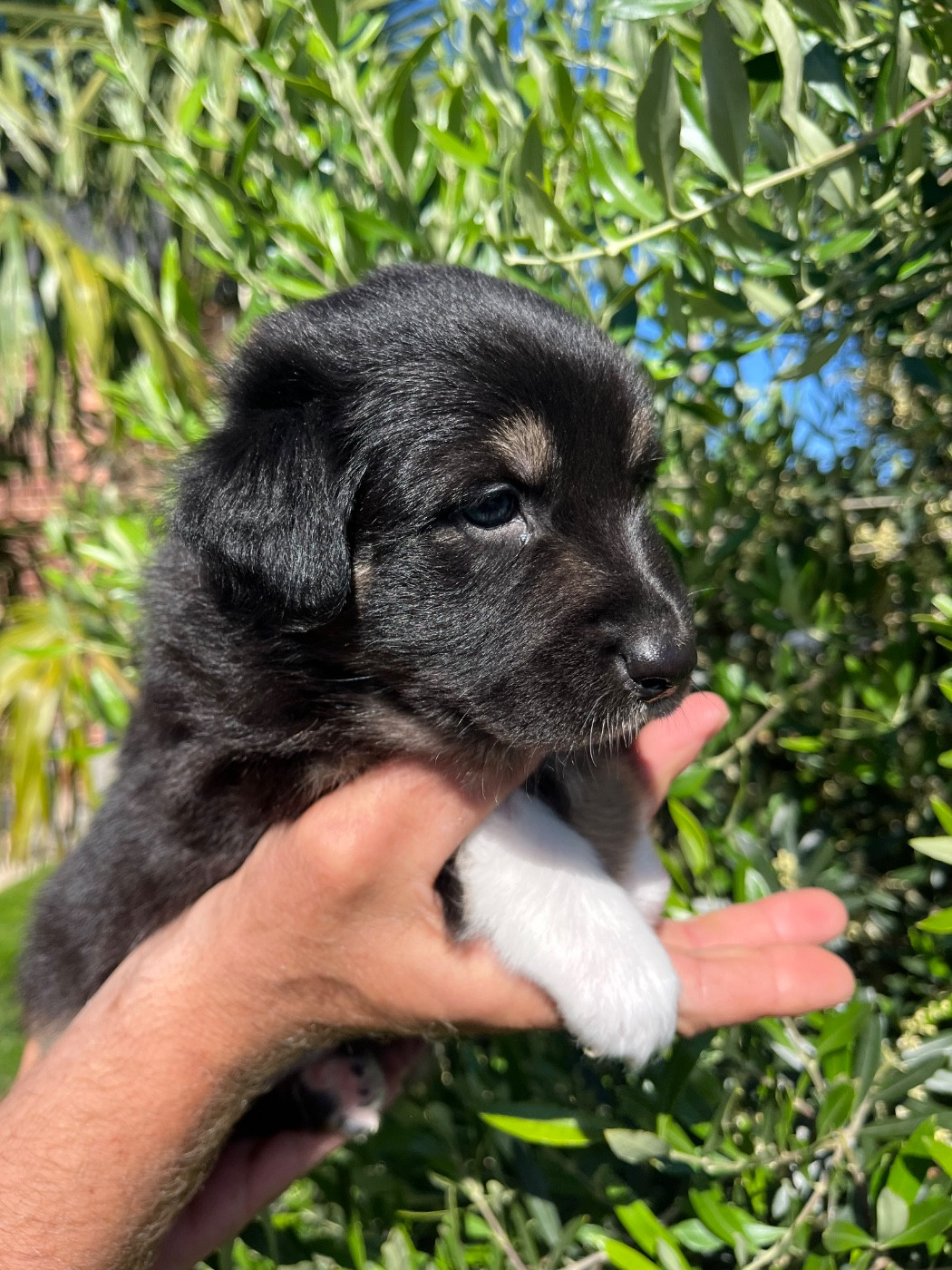 Du Domaine D'Umy - Chiots disponibles - Berger Australien