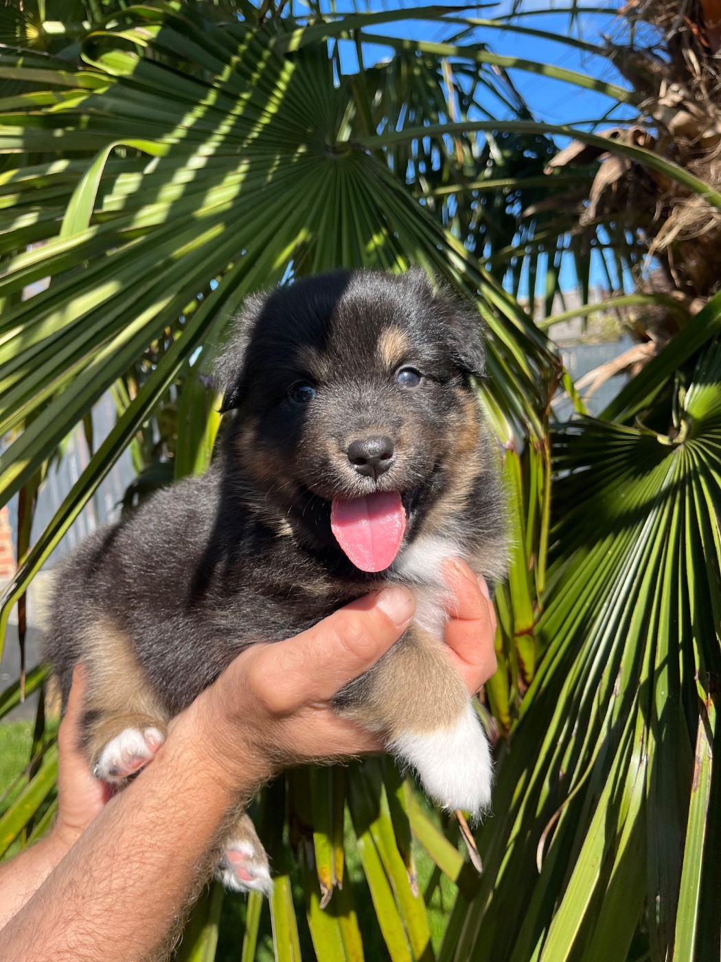Du Domaine D'Umy - Chiots disponibles - Berger Australien