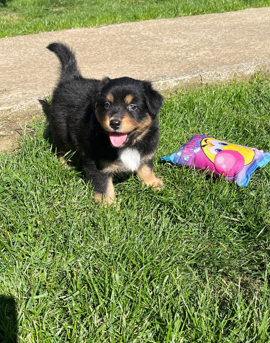 Du Domaine D'Umy - Chiots disponibles - Berger Australien