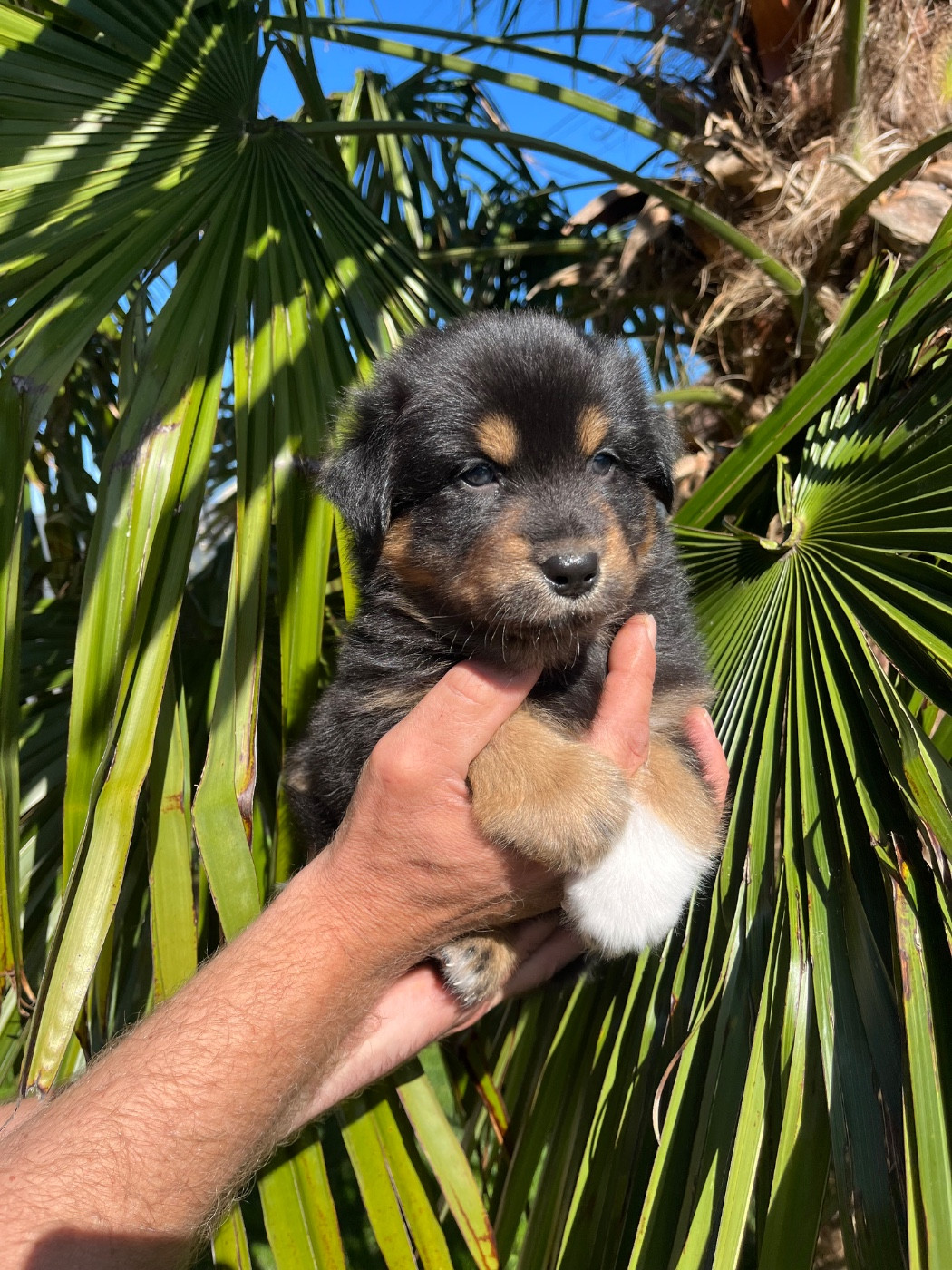 Du Domaine D'Umy - Chiots disponibles - Berger Australien
