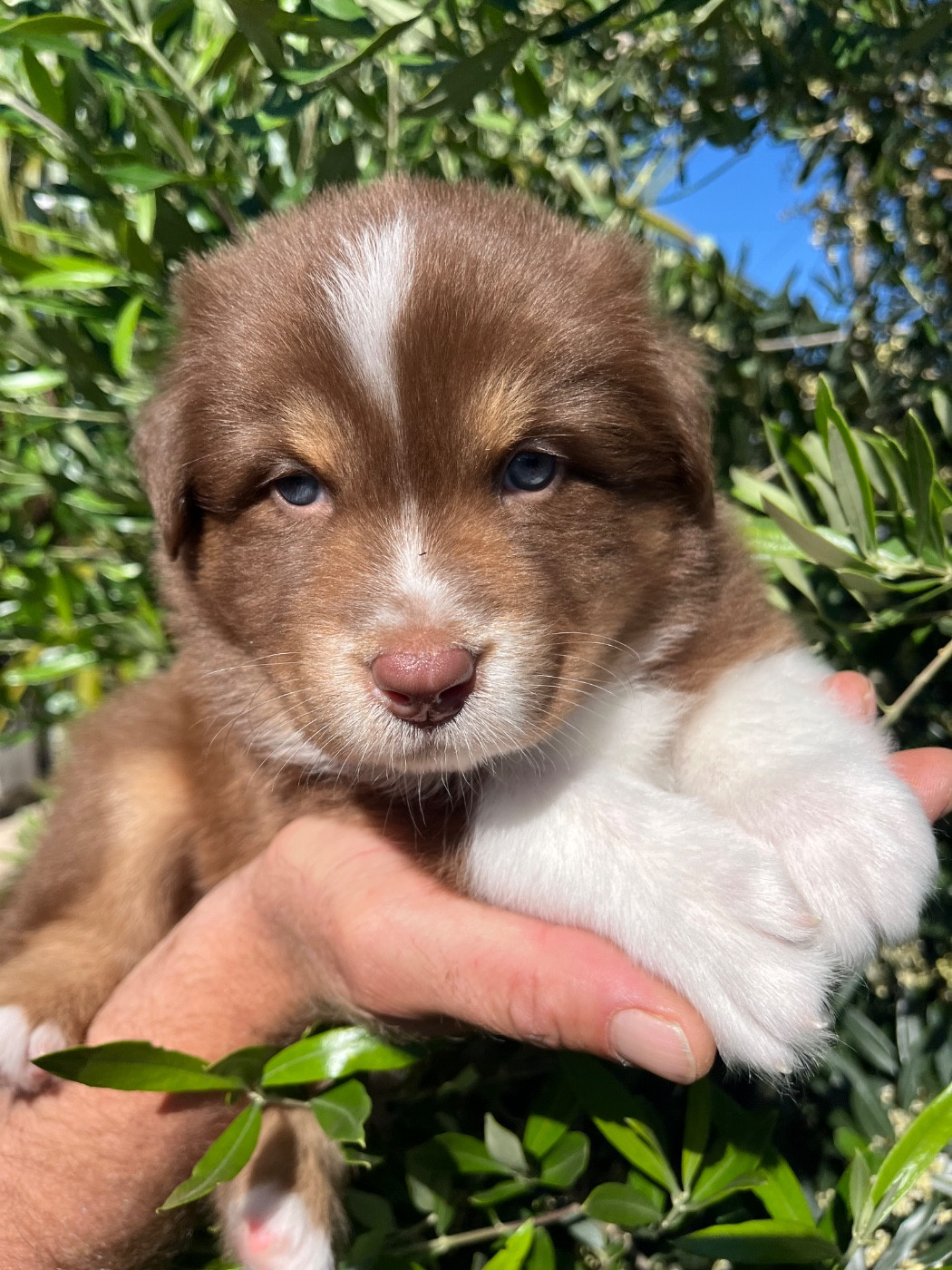 Du Domaine D'Umy - Chiots disponibles - Berger Australien