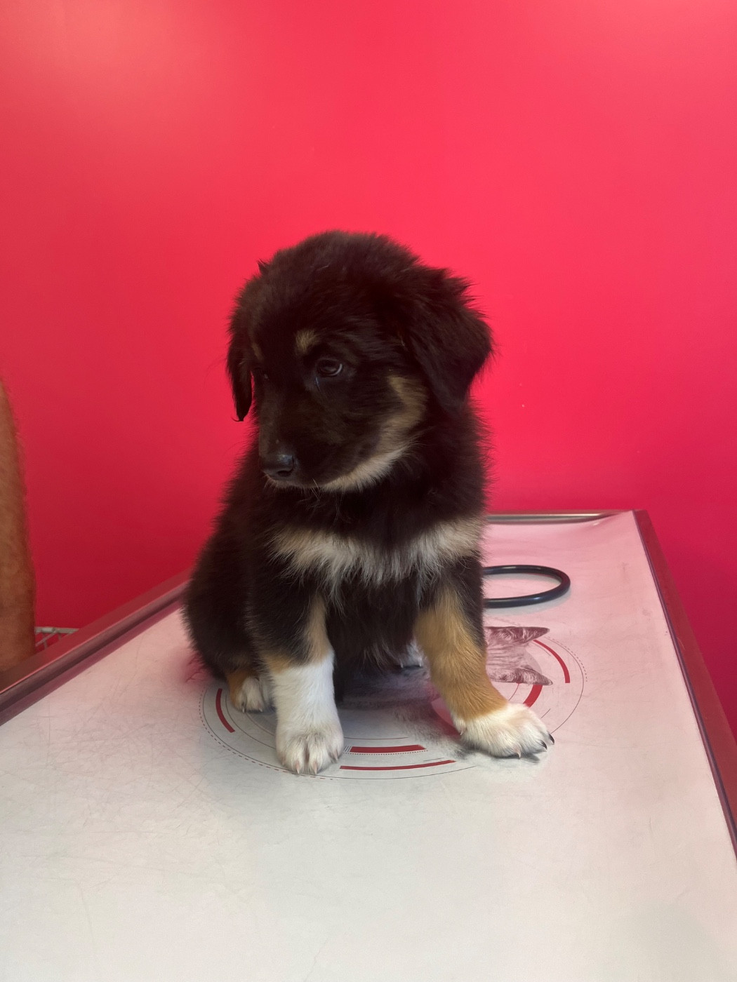 Du Domaine D'Umy - Chiots disponibles - Berger Australien