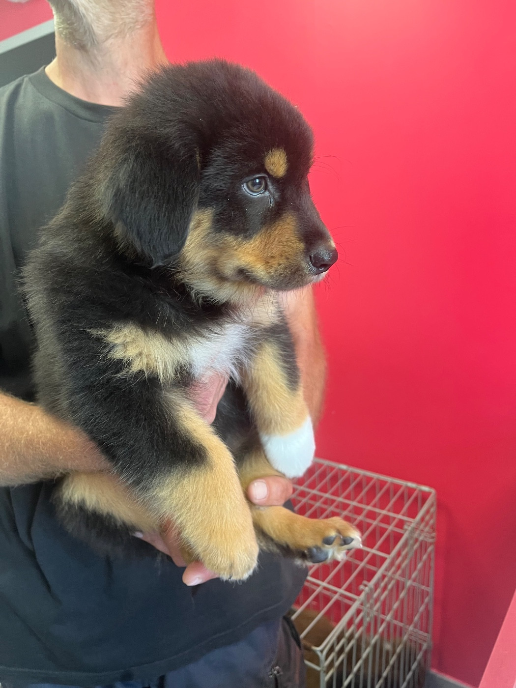 Du Domaine D'Umy - Chiots disponibles - Berger Australien