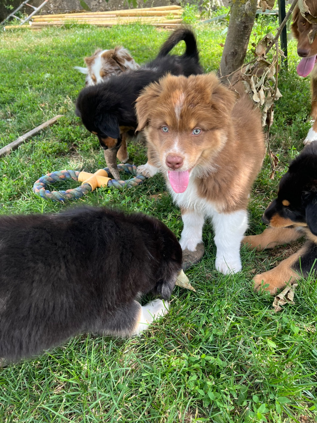 Du Domaine D'Umy - Chiots disponibles - Berger Australien
