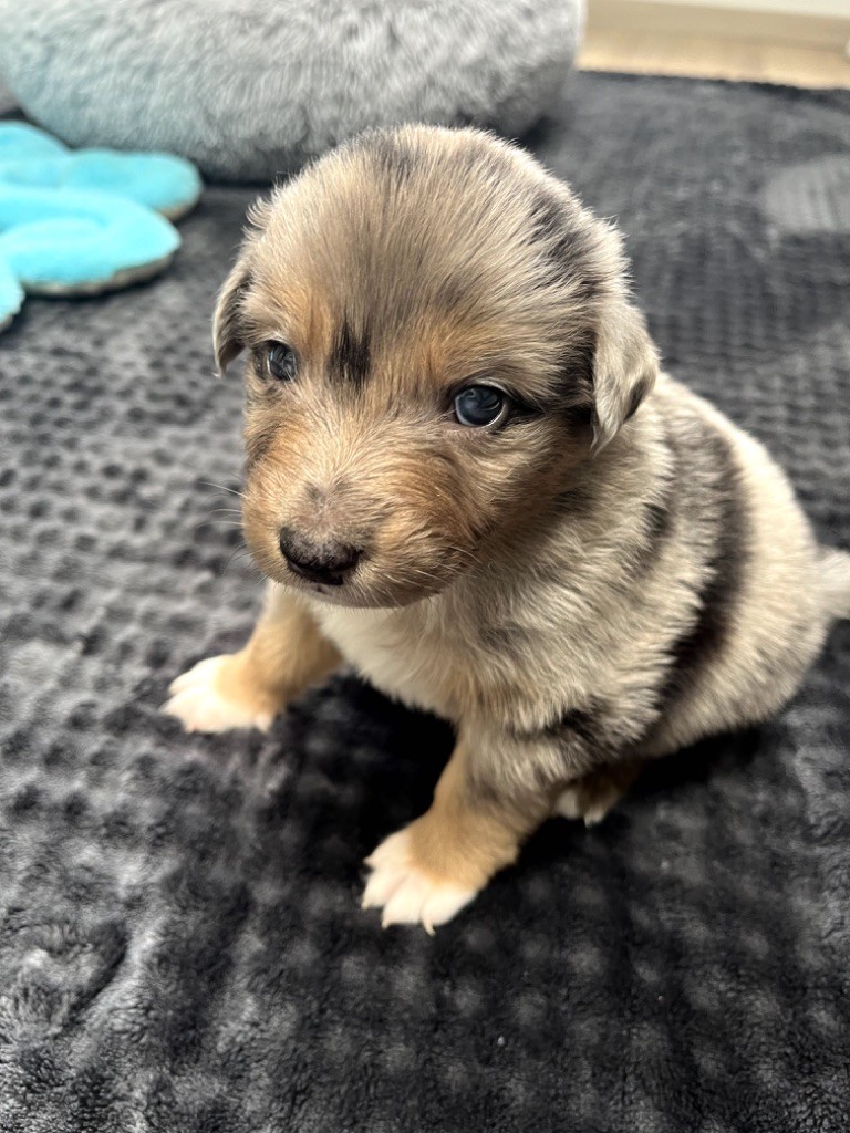 Du Domaine D'Umy - Chiots disponibles - Berger Australien