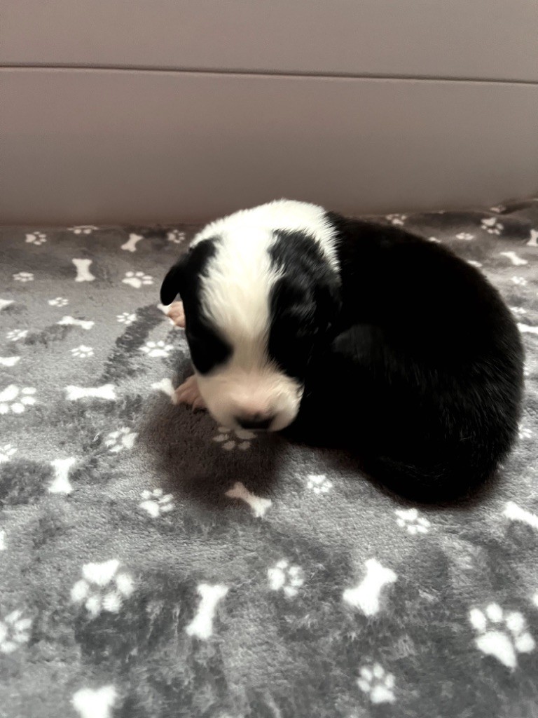 Du Domaine D'Umy - Chiots disponibles - Berger Australien