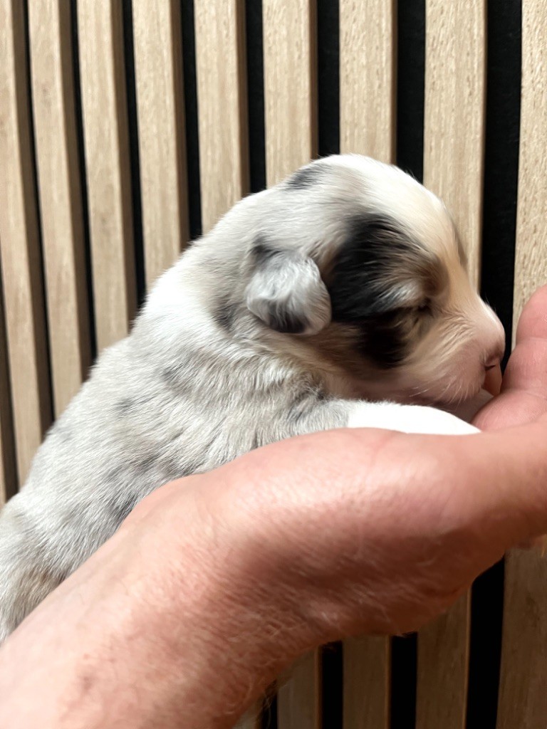 Du Domaine D'Umy - Chiots disponibles - Berger Australien