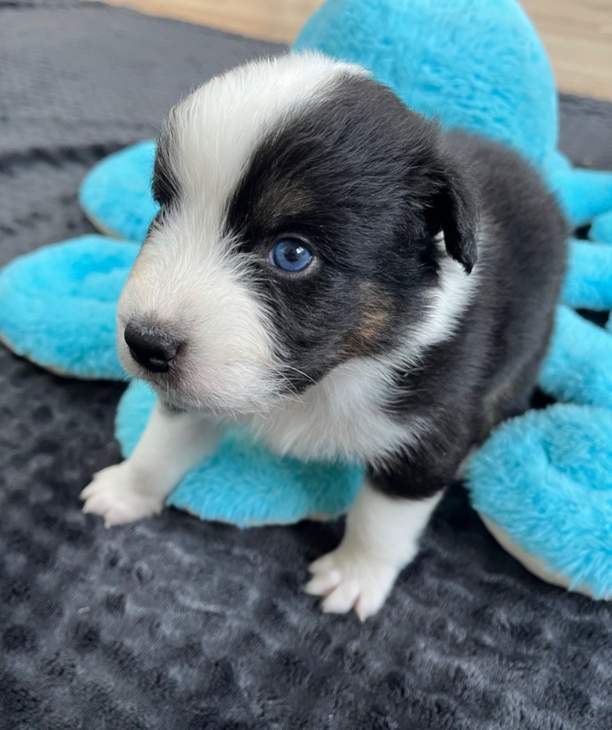 Du Domaine D'Umy - Chiots disponibles - Berger Australien