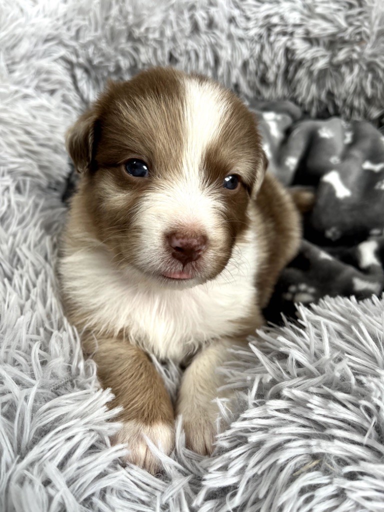 Du Domaine D'Umy - Chiots disponibles - Berger Australien