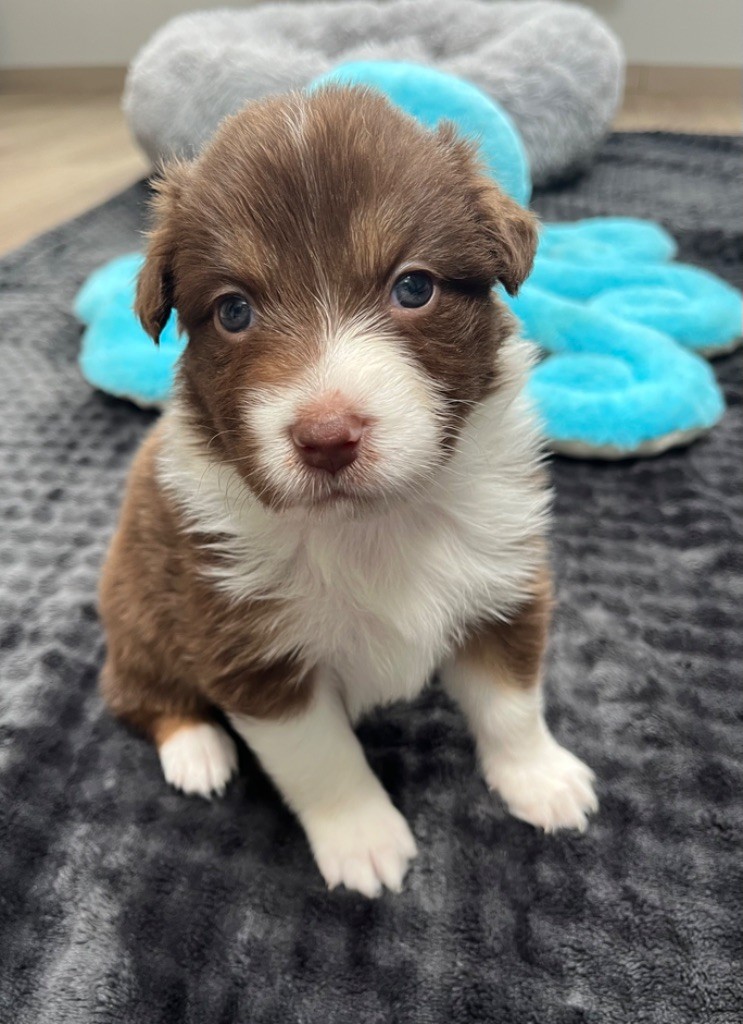 Du Domaine D'Umy - Chiots disponibles - Berger Australien