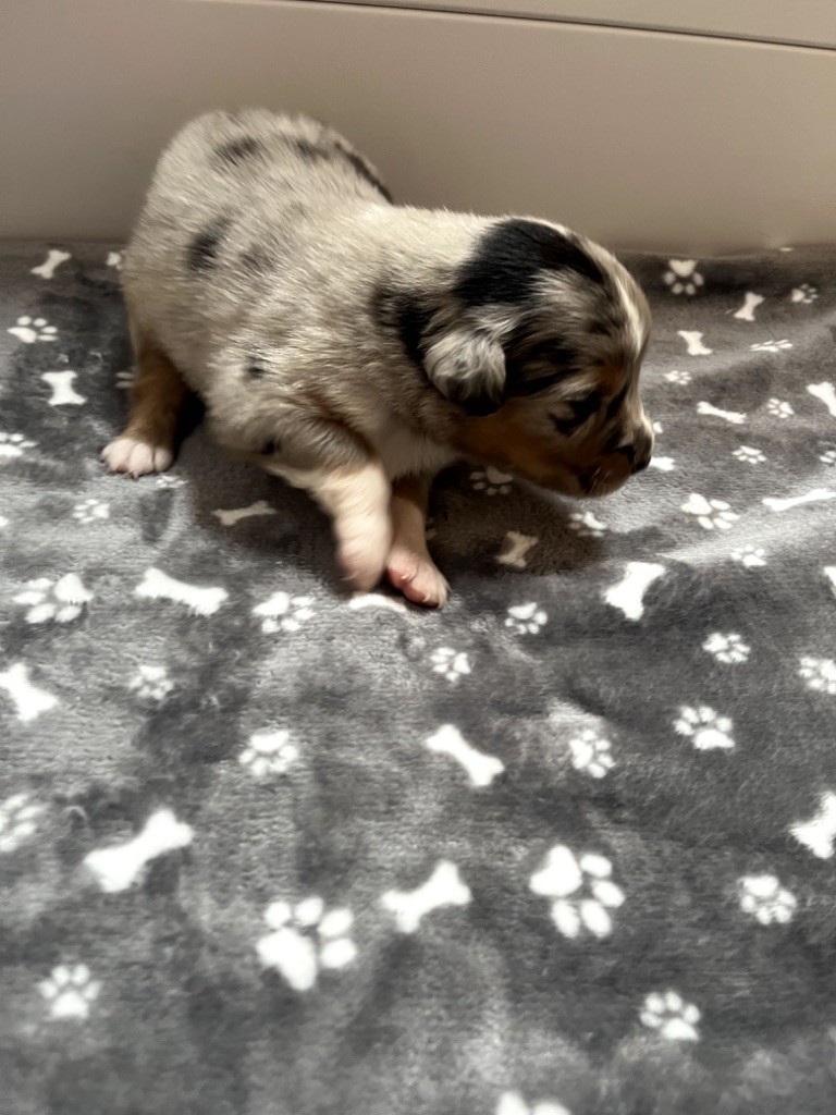 Du Domaine D'Umy - Chiots disponibles - Berger Australien