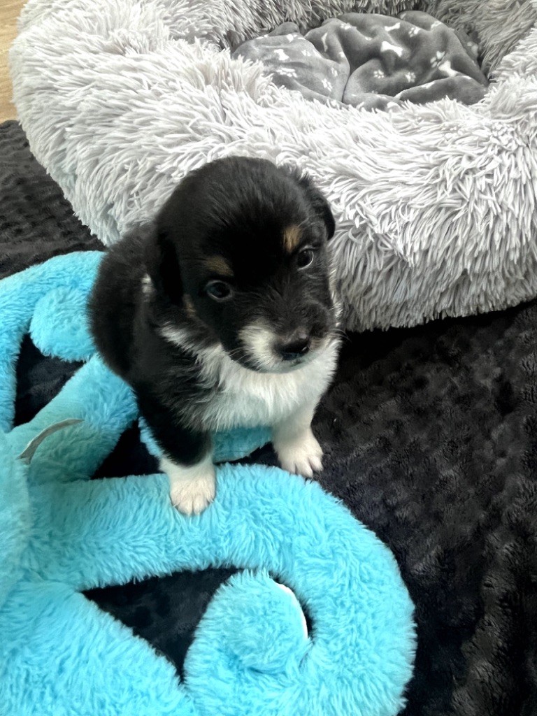 Du Domaine D'Umy - Chiots disponibles - Berger Australien