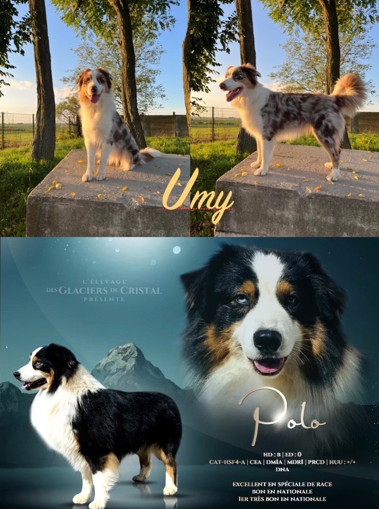 Chiot Berger Australien Du Domaine D'Umy