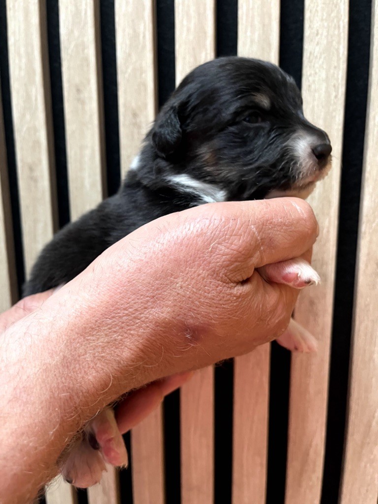 Du Domaine D'Umy - Chiots disponibles - Berger Australien