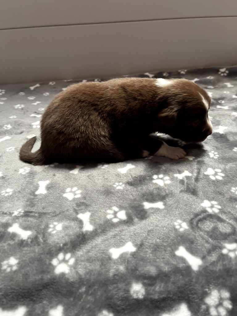 Du Domaine D'Umy - Chiots disponibles - Berger Australien