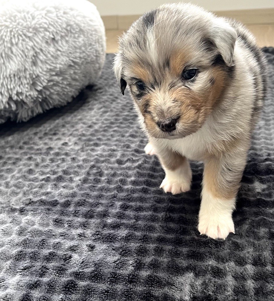 Du Domaine D'Umy - Chiots disponibles - Berger Australien