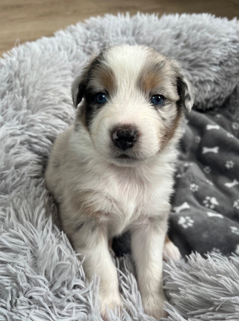 Du Domaine D'Umy - Chiots disponibles - Berger Australien