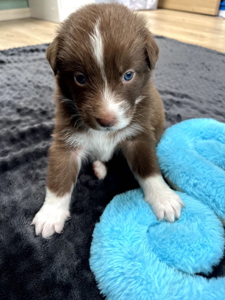 Du Domaine D'Umy - Chiots disponibles - Berger Australien