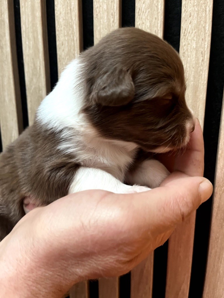 Du Domaine D'Umy - Chiots disponibles - Berger Australien