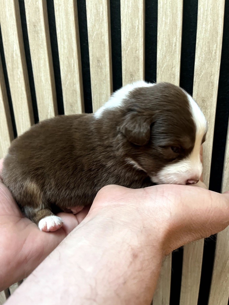Du Domaine D'Umy - Chiots disponibles - Berger Australien