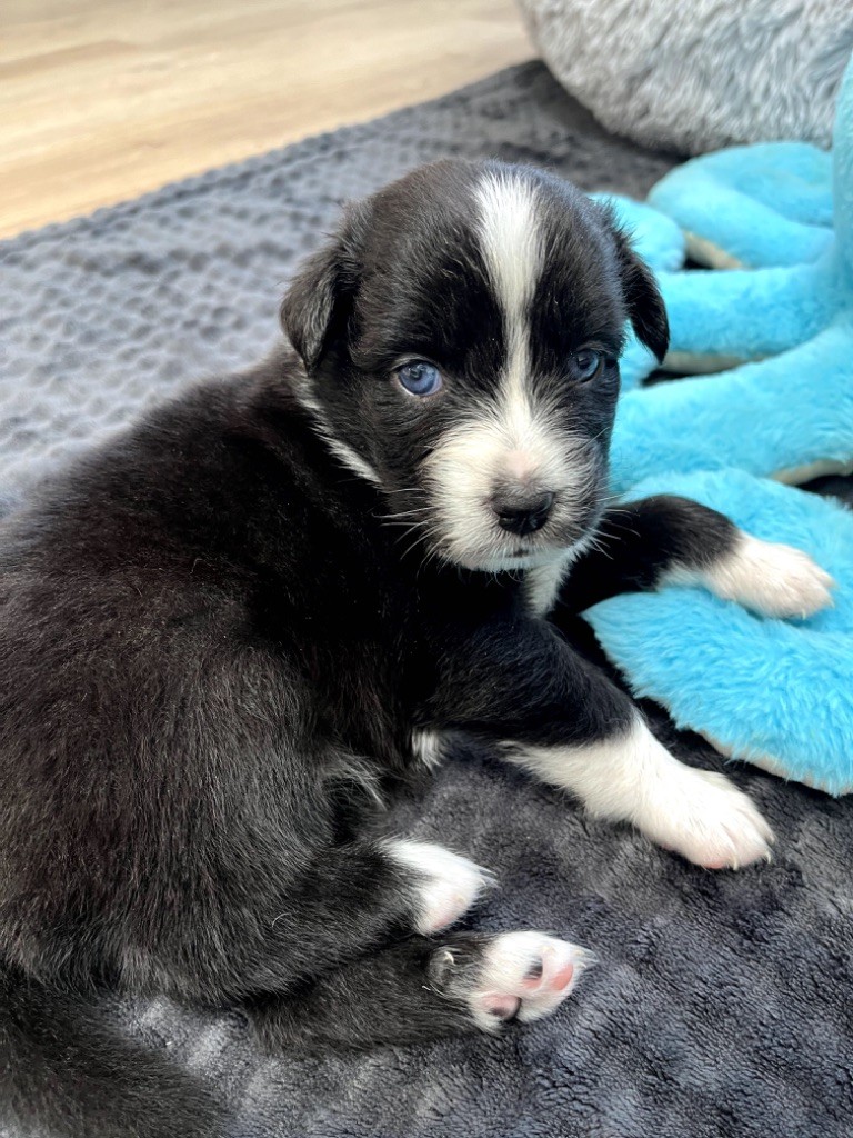 Du Domaine D'Umy - Chiots disponibles - Berger Australien