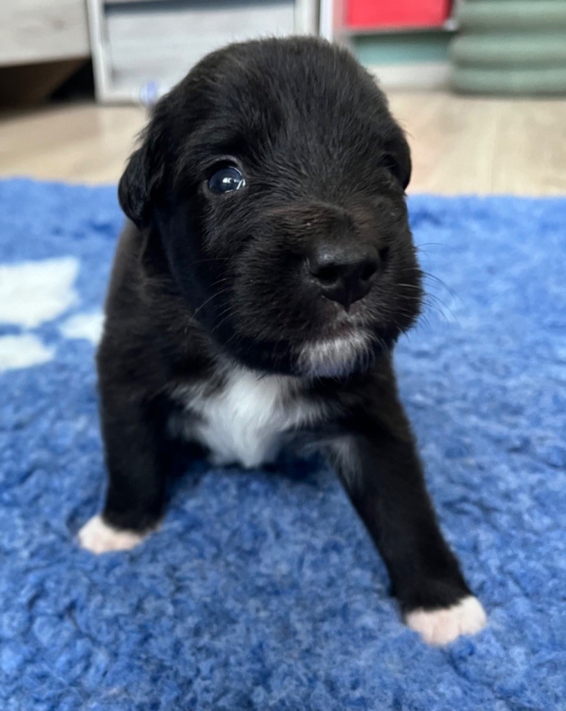 Du Domaine D'Umy - Chiots disponibles - Berger Australien